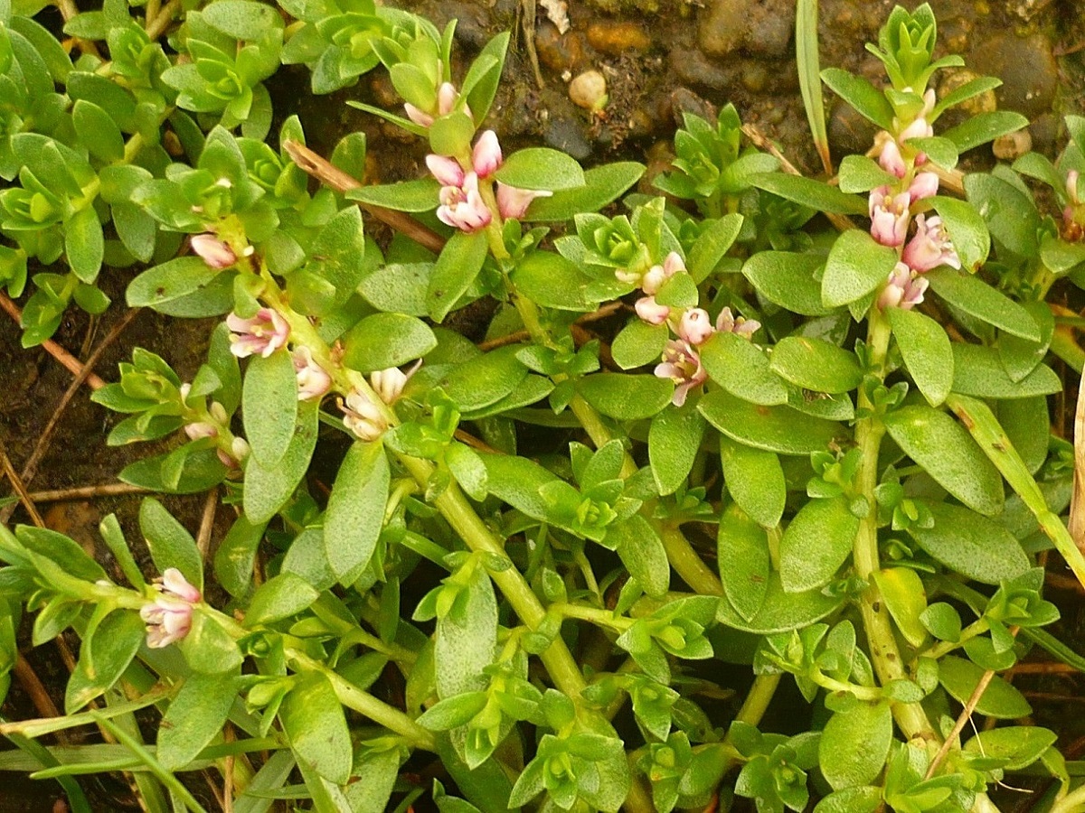 Lysimachia maritima (Primulaceae)